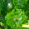 Ginkgo biloba - Erectil Composition 